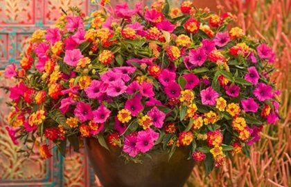 Lantana Flowers In Pots How to Grow Stunning Flowers in Small Containers