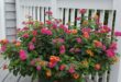 Lantana Flowers In Pots