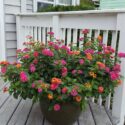 Lantana Flowers In Pots