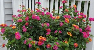 Lantana Flowers In Pots