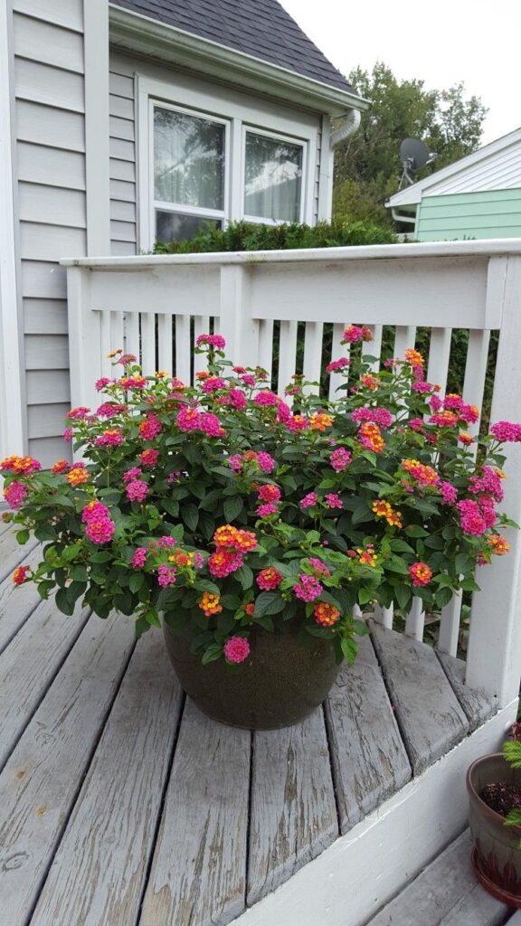 Lantana Flowers In Pots