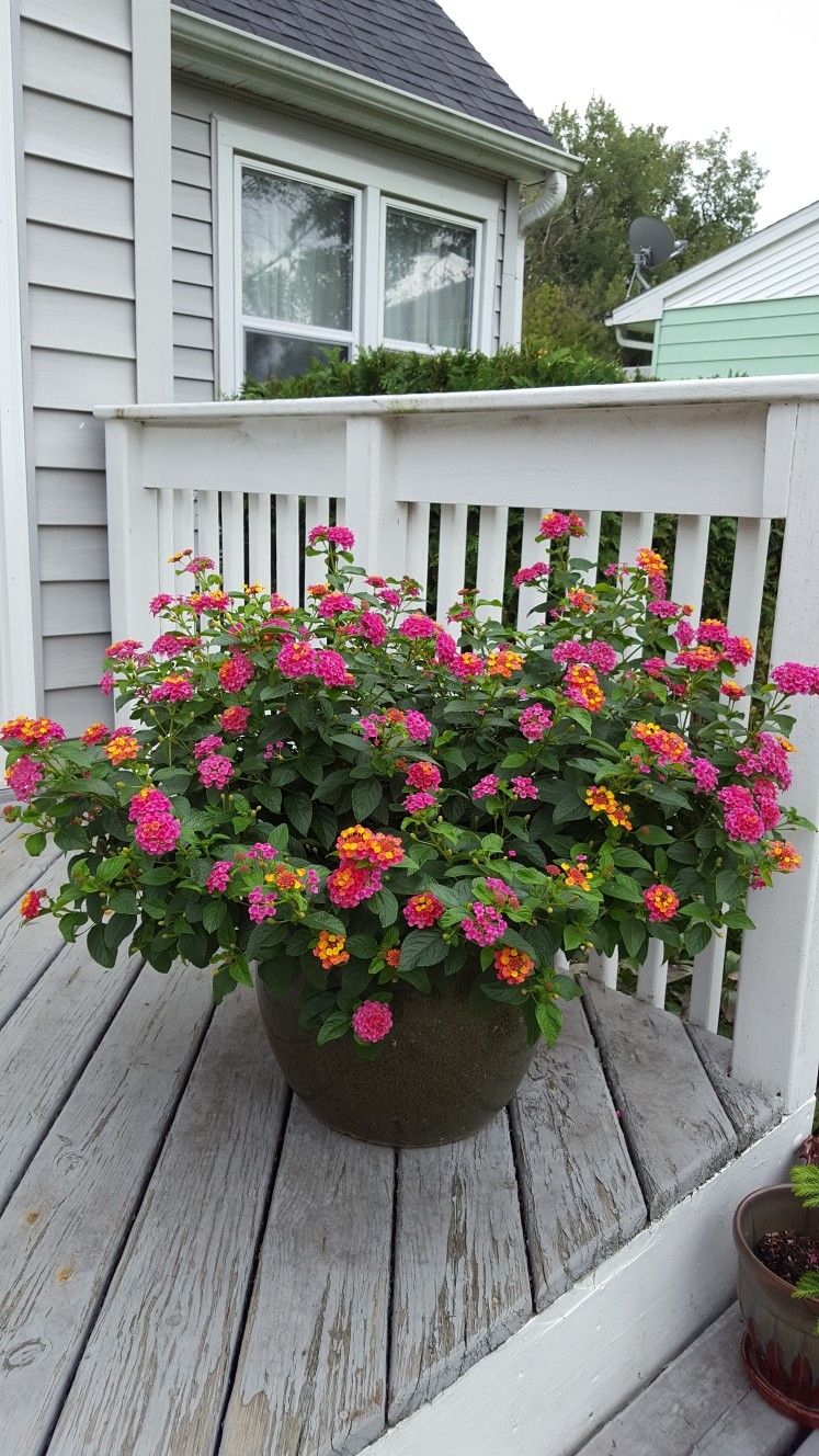 Lantana Flowers In Pots How to Successfully Grow and Care for Lantana in Containers