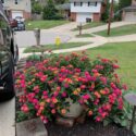 Lantana Flowers In Pots