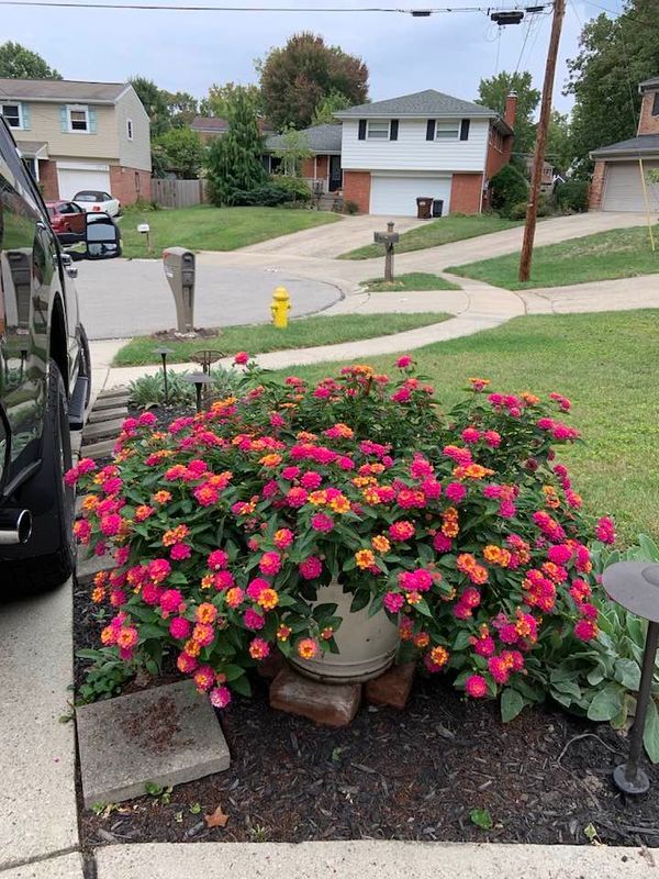 Lantana Flowers In Pots: Tips and Tricks for a Beautiful Display