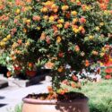 Lantana Flowers In Pots