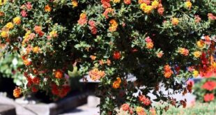 Lantana Flowers In Pots