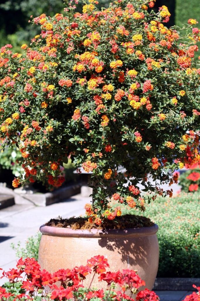 Lantana Flowers In Pots