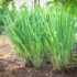 Lemon Grass Plant