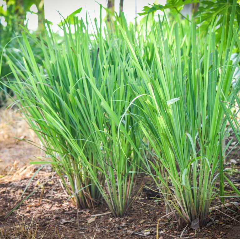 Lemon Grass Plant Benefits and Care Tips for Healthy Growth