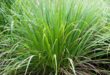 Lemon Grass Plant