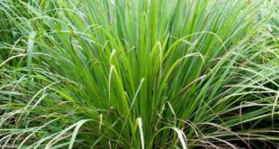 Lemon Grass Plant