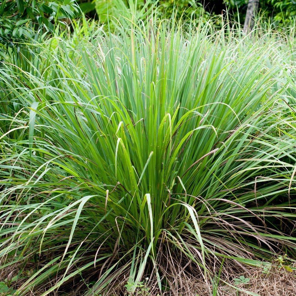 Lemon Grass Plant Benefits and Uses of Cymbopogon Citratus for Health and Cooking