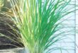 Lemon Grass Plant Patios