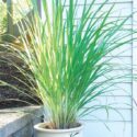 Lemon Grass Plant Patios