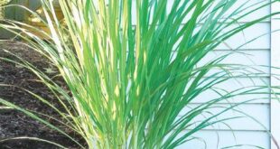 Lemon Grass Plant Patios