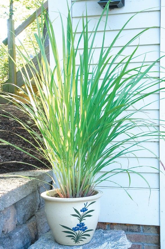 Lemon Grass Plant Patios