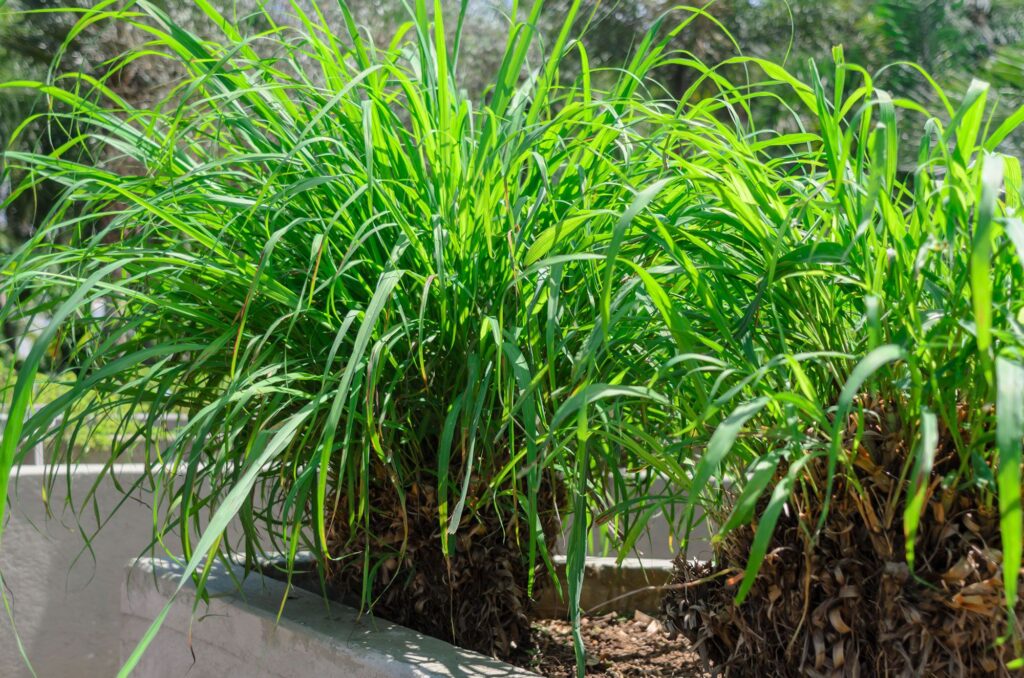 Lemon Grass Plant Patios