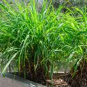 Lemon Grass Plant Patios