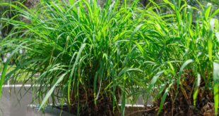 Lemon Grass Plant Patios