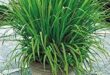 Lemon Grass Plant Patios