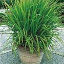 Lemon Grass Plant Patios