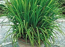 Lemon Grass Plant Patios