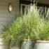 Lemon Grass Plant Patios