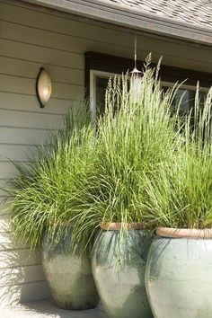 Lemon Grass Plant Patios the Ultimate Outdoor Relaxation Spot