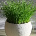 Lemongrass Plant