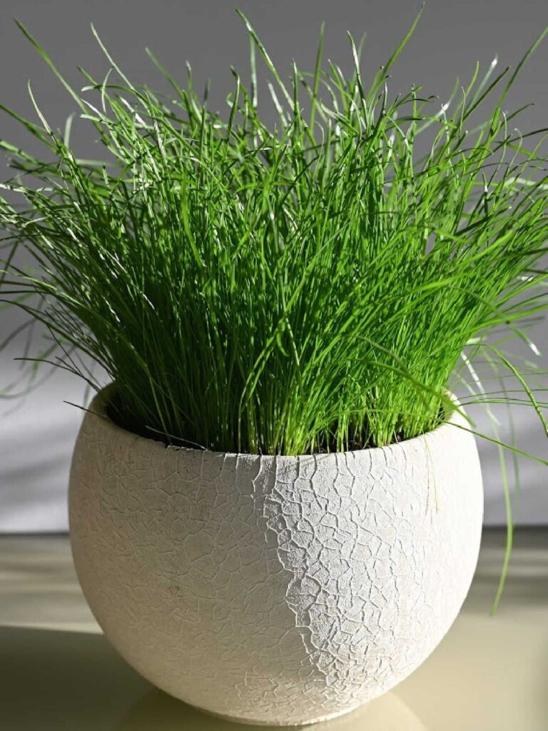 Lemongrass Plant