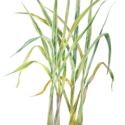 Lemongrass Plant