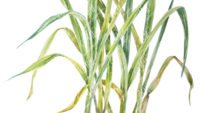 Lemongrass Plant