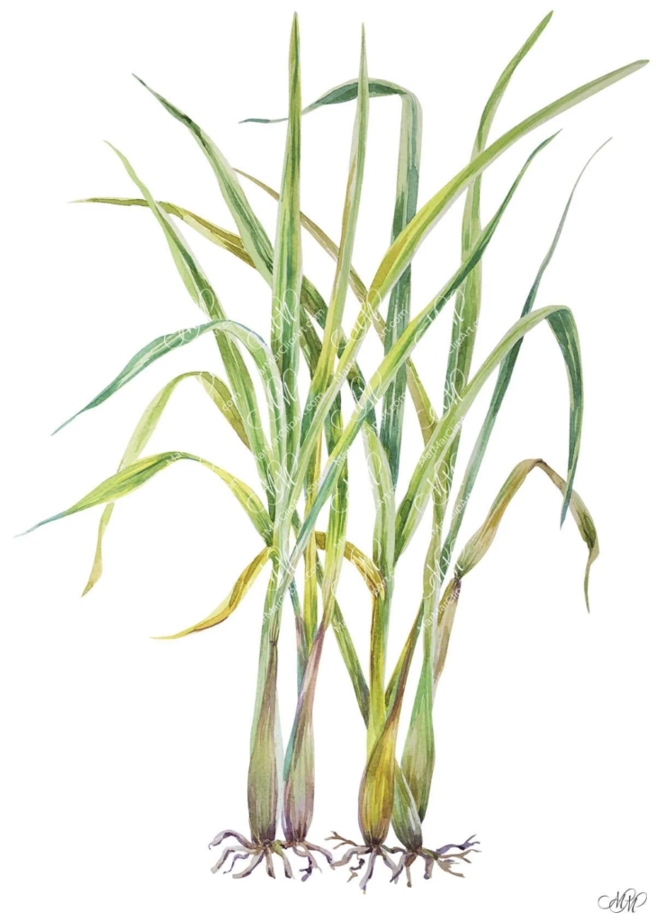 Lemongrass Plant