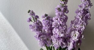 Lilac Flowers