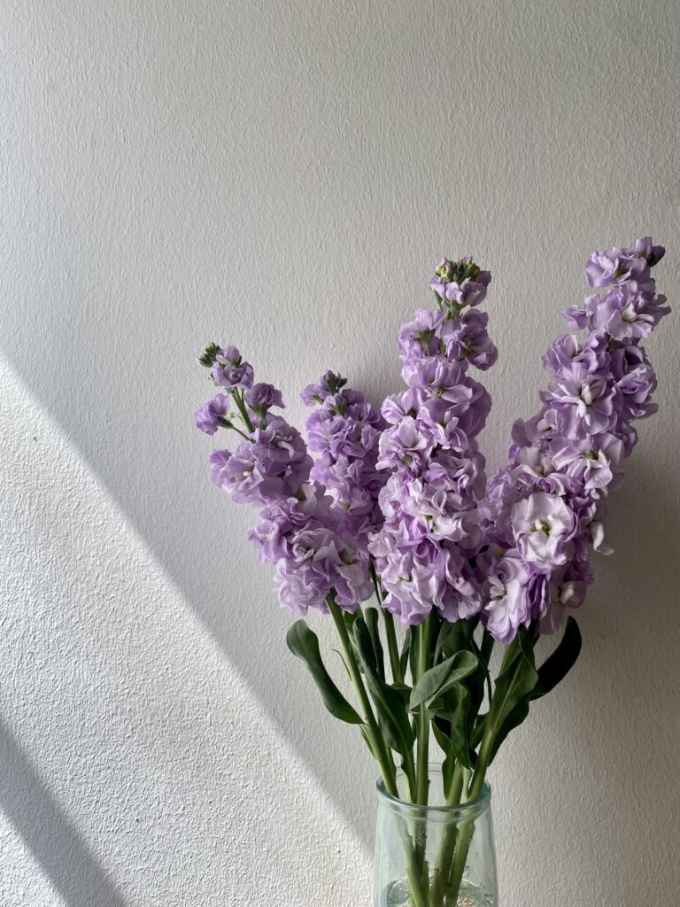 Lilac Flowers