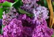 Lilac Flowers