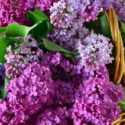 Lilac Flowers