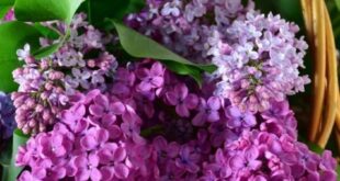 Lilac Flowers