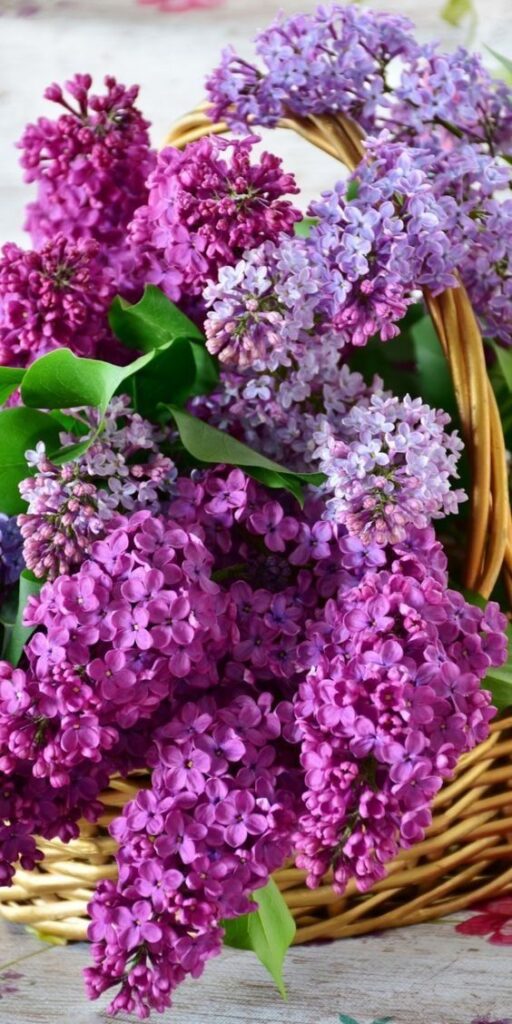 Lilac Flowers