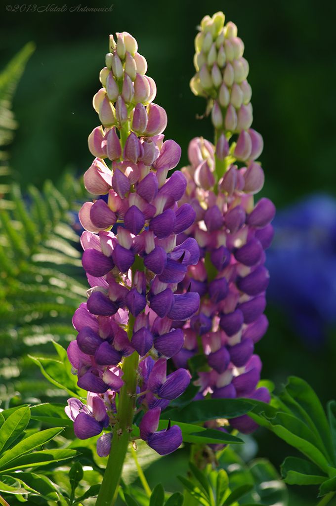 Lovely Lupines: The Vibrant and Versatile Flower of the Wild