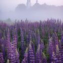 Lupine Flowers