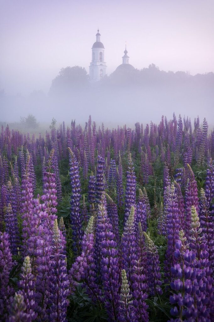 Lupine Flowers