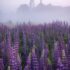 Lupine Flowers