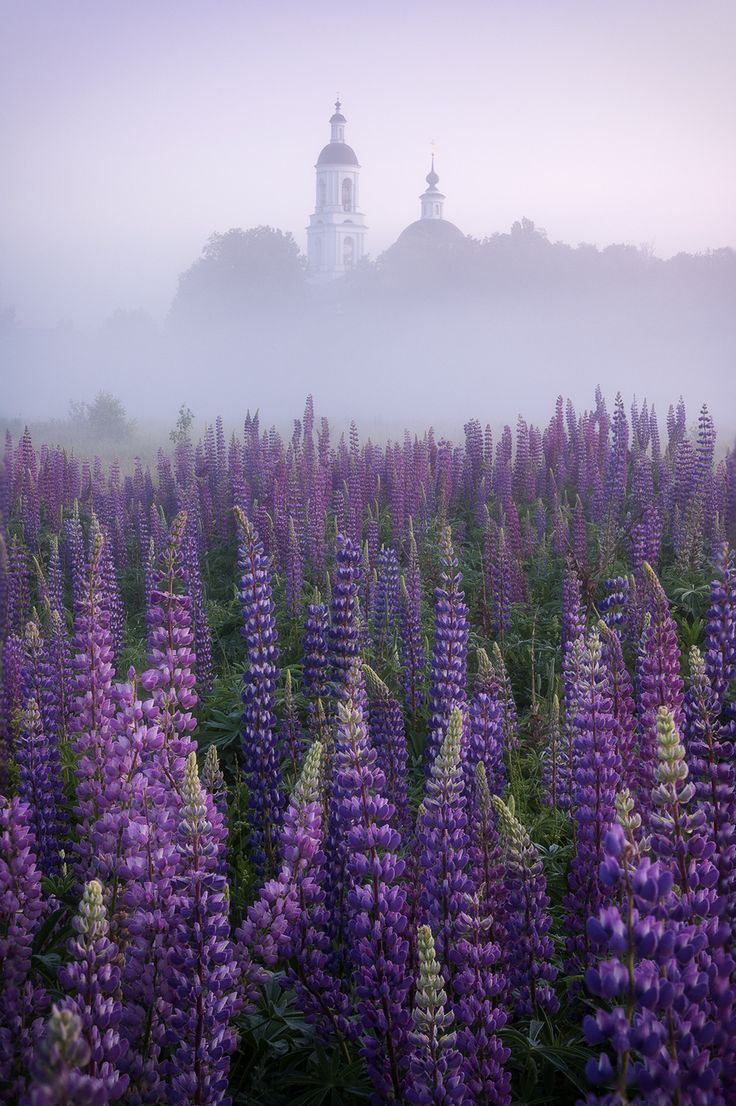 Lupine Flowers: A Guide to Growing and Caring for These Beautiful Blooms