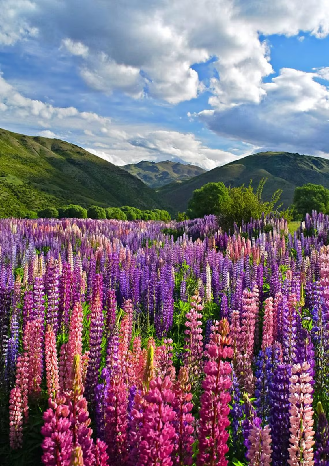 Lupine Flowers: A Guide to Growing and Caring for These Stunning Perennials