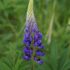 Lupine Flowers