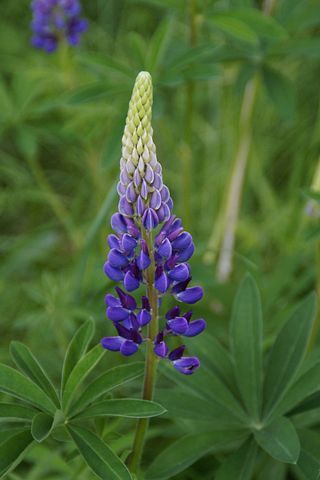 Lupine Flowers