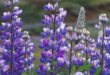 Lupine Flowers