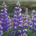 Lupine Flowers