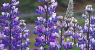 Lupine Flowers